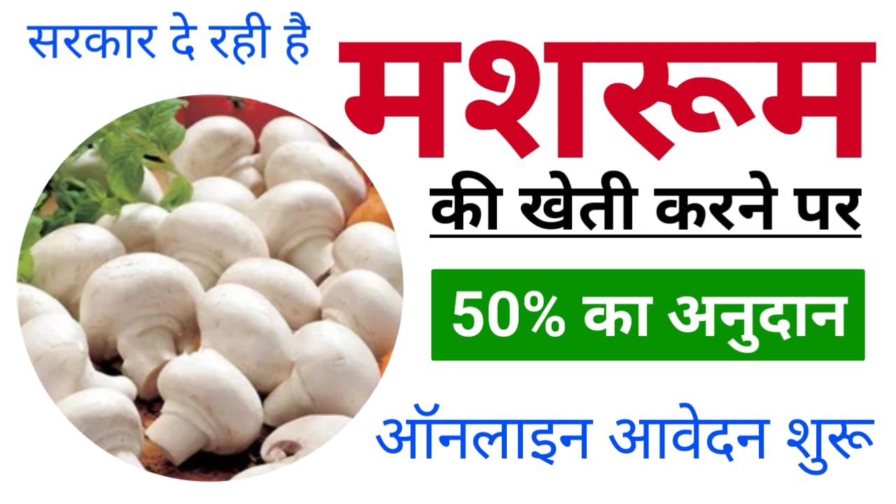 Bihar Mushroom Farming Subsidy Yojana : बिहार सरकार की नई मशरूम खेती योजना, मिलेगा ₹89000 अनुदान, ऐसे करें ऑनलाइन आवेदन